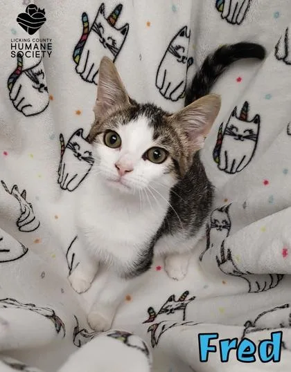 A baby small-sized male Domestic Short Hair cat named Fred for adoption in Heath, OH