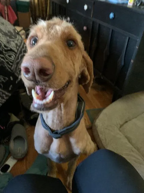 A young large-sized male Retriever dog named Bilbo for adoption in Fayetteville, AR