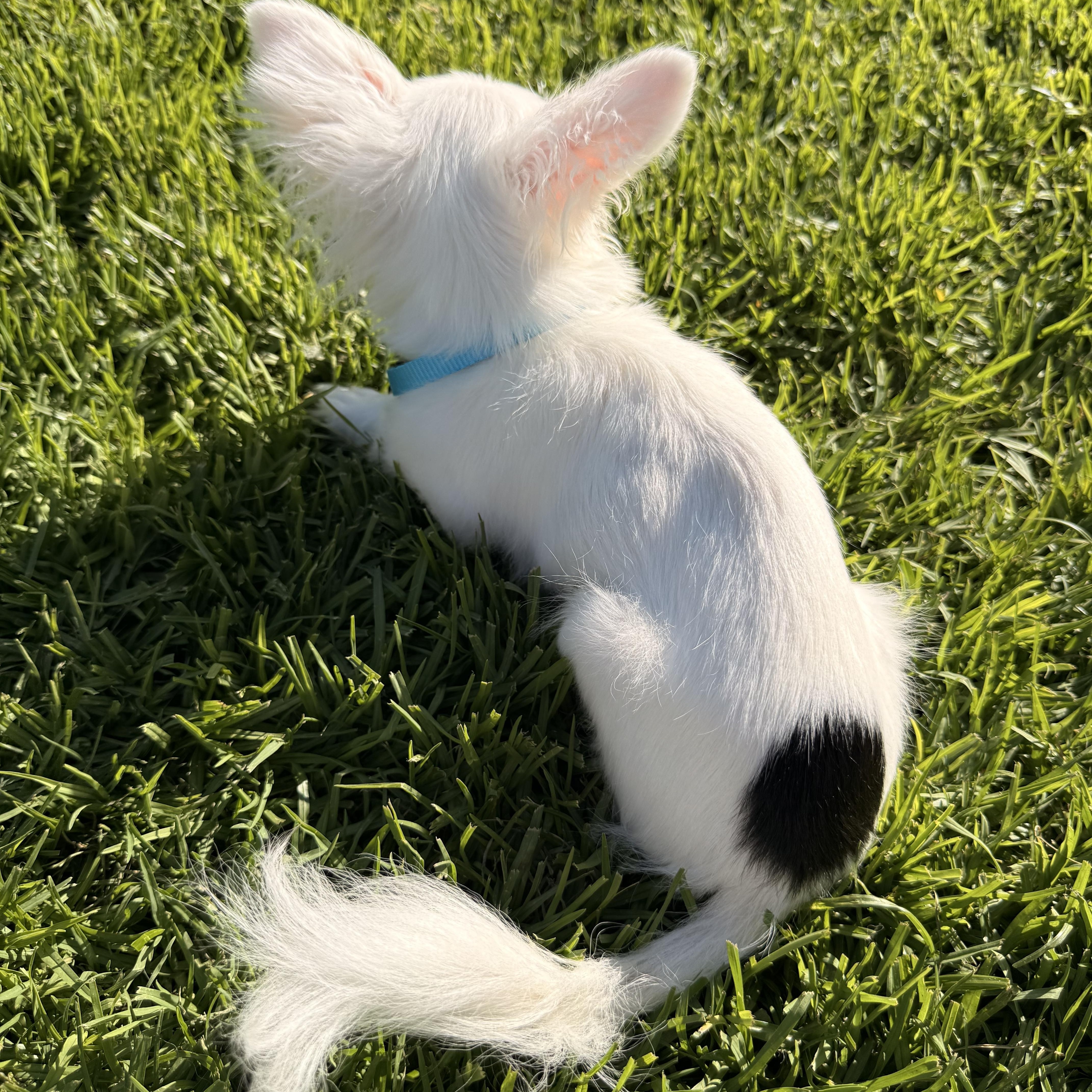 A baby small-sized male White / Cream Chihuahua dog named Skipper for adoption in Torrance, CA