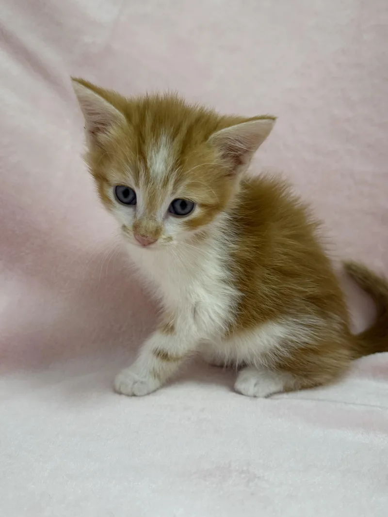 A baby medium-sized male Tabby (Orange / Red) Domestic Short Hair cat named Tweedledum for adoption in Greensboro, NC