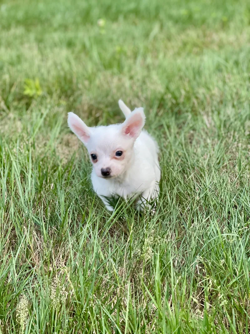 A baby small-sized male White / Cream Chihuahua dog named Bramble for adoption in Stratford, CT