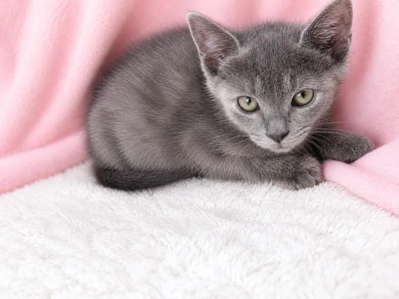 A baby small-sized female Gray / Blue / Silver Domestic Short Hair cat named Amy for adoption in Winnsboro, SC