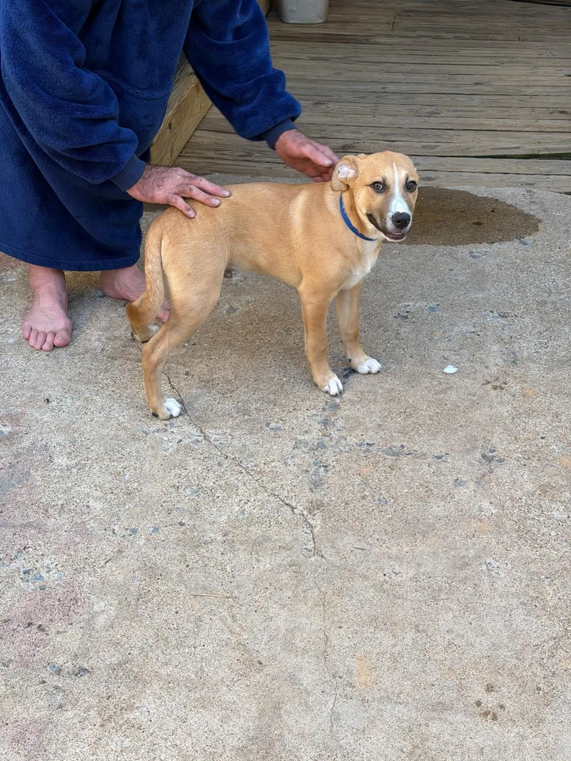 A young medium-sized male Hound dog named Buster for adoption in Dayton, TN
