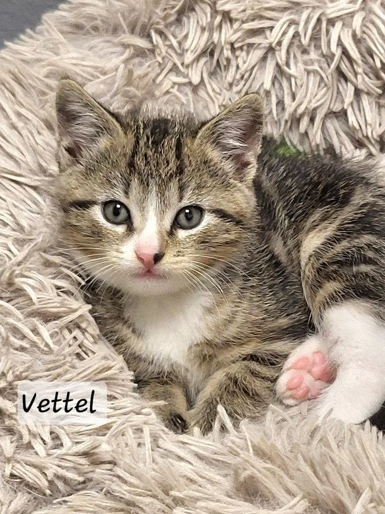 A baby small-sized male Tabby cat named Vettel for adoption in Ellijay, GA