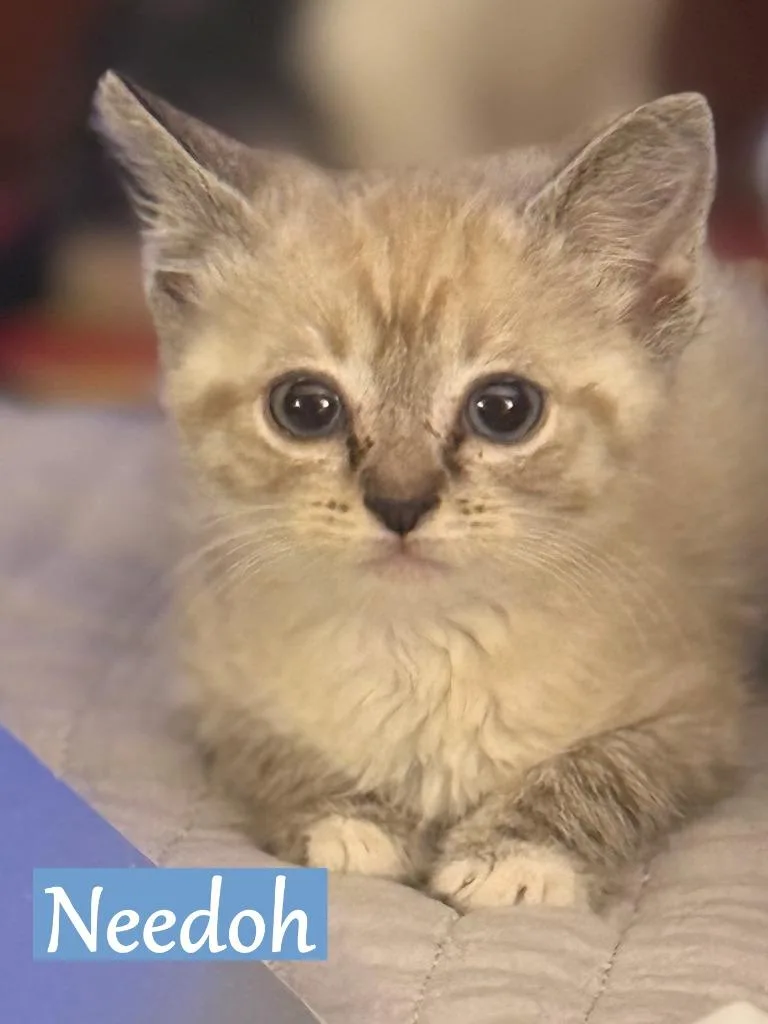 A baby medium-sized male Domestic Short Hair cat named Needoh for adoption in Hoover , AL