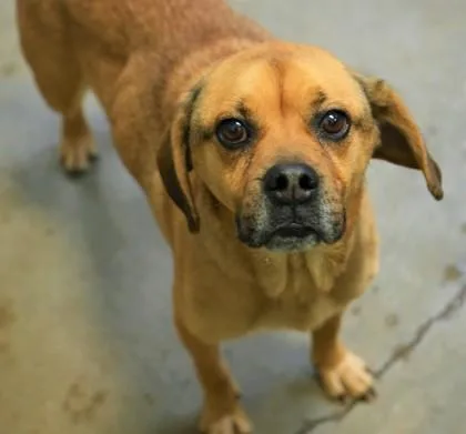 An adult medium-sized male Pug dog named Otis for adoption in Bowling Green, KY