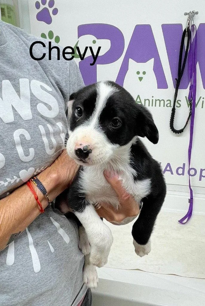 A baby medium-sized male Terrier dog named Chevy for adoption in Saint George, UT