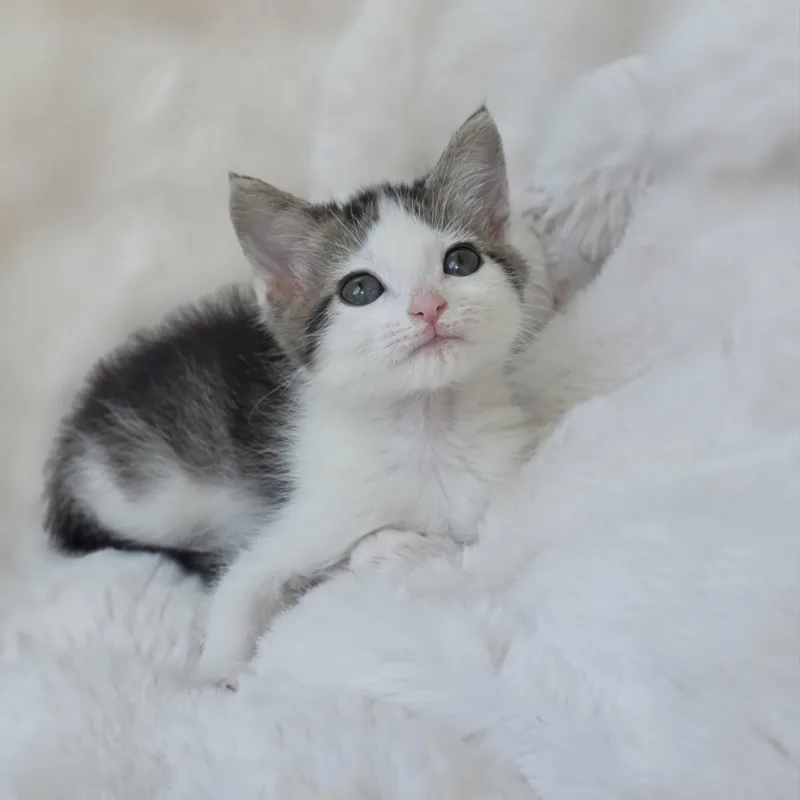 A baby medium-sized female Tabby (Gray / Blue / Silver) Domestic Short Hair cat named Dove for adoption in Atlanta, GA