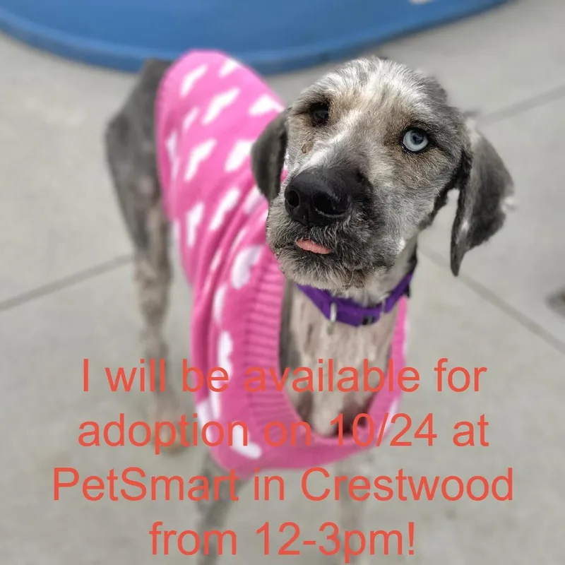 An adult medium-sized female White / Cream Mixed Breed dog named Swiffer for adoption in Matteson, IL