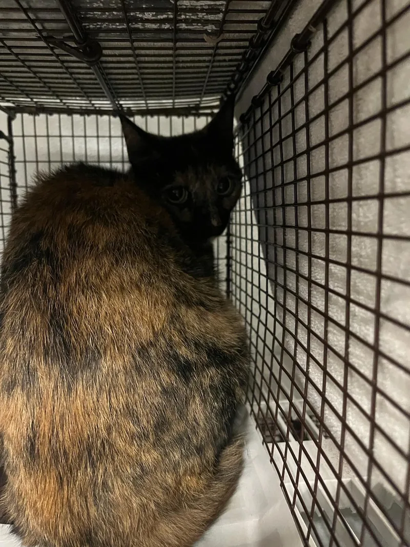 A young small-sized female Domestic Short Hair cat named Scarlett for adoption in Van Nuys, CA