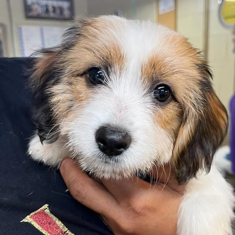 A baby small-sized female White / Cream Bichon Frise dog named Tessa for adoption in Bulverde, TX