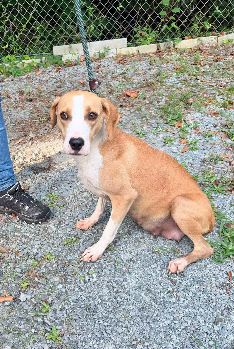 An adult medium-sized female Hound dog named Sally for adoption in Elizabethtown, NC