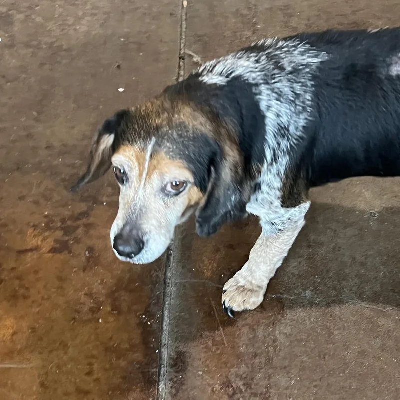 An adult medium-sized male Brown / Chocolate Beagle dog named Fish Stick for adoption in Peachtree City, GA