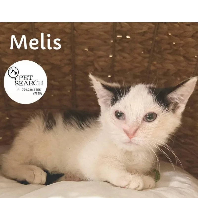 A baby small-sized male White Domestic Short Hair cat named Melis for adoption in Washington, PA