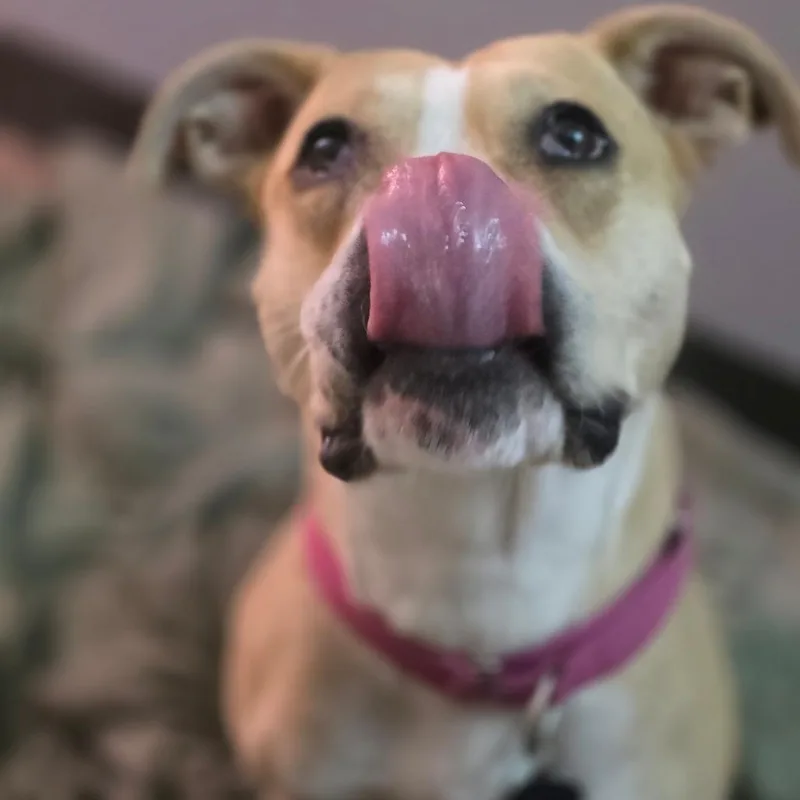 Amy