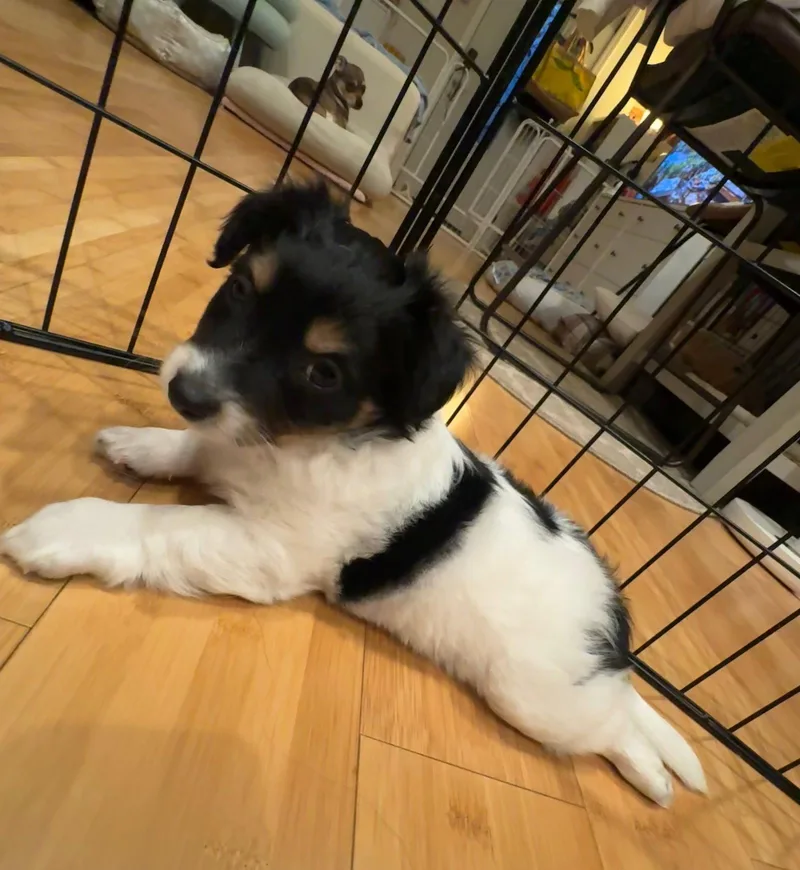 A young small-sized male Terrier dog named Friday for adoption in Sunnyvale, CA