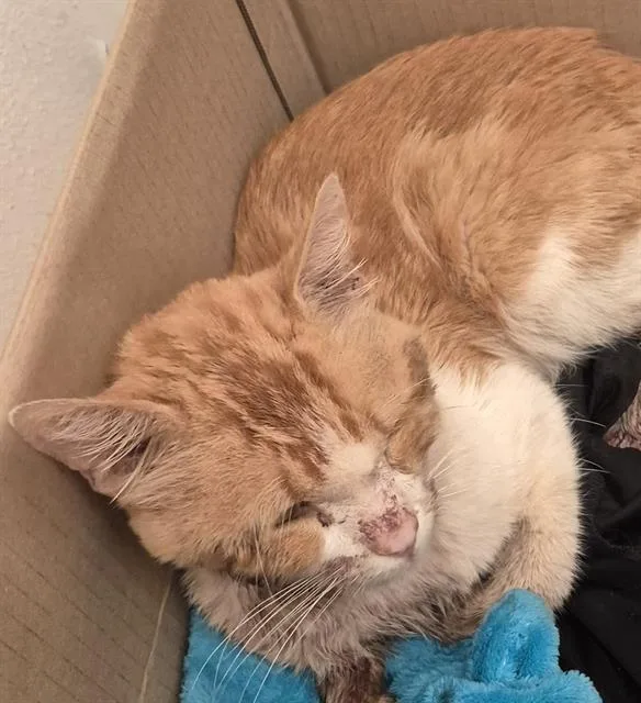 An adult small-sized male Domestic Short Hair cat named Luca for adoption in San Antonio, TX