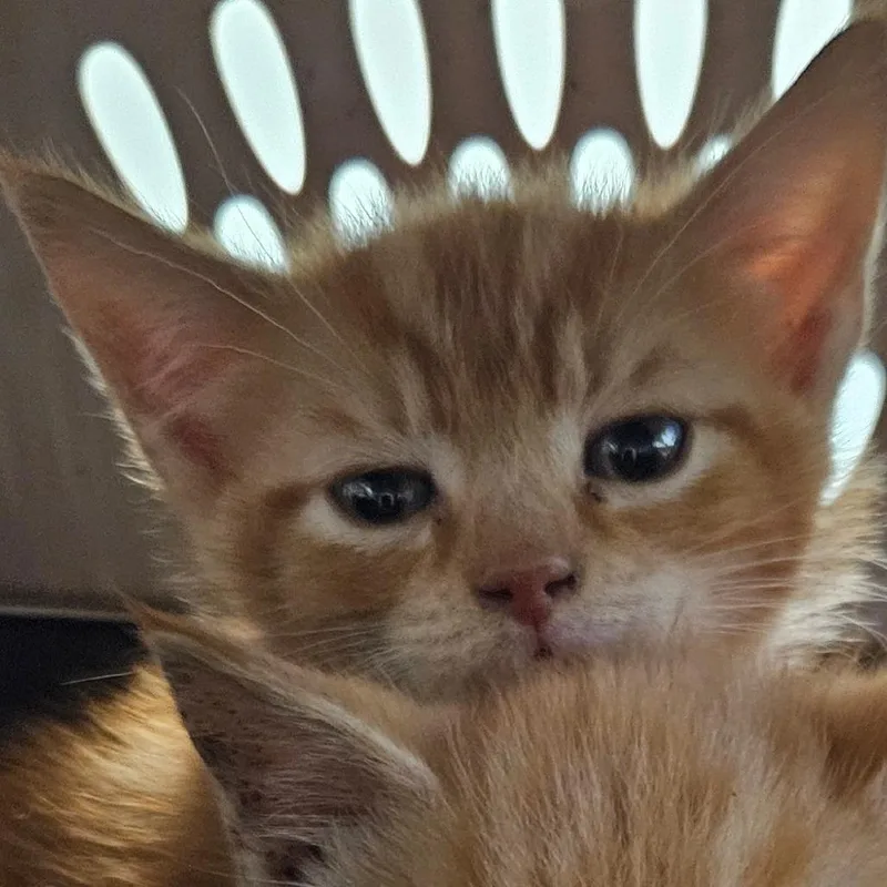 A baby small-sized male Orange / Red Domestic Short Hair cat named Tampico for adoption in Greensboro, NC