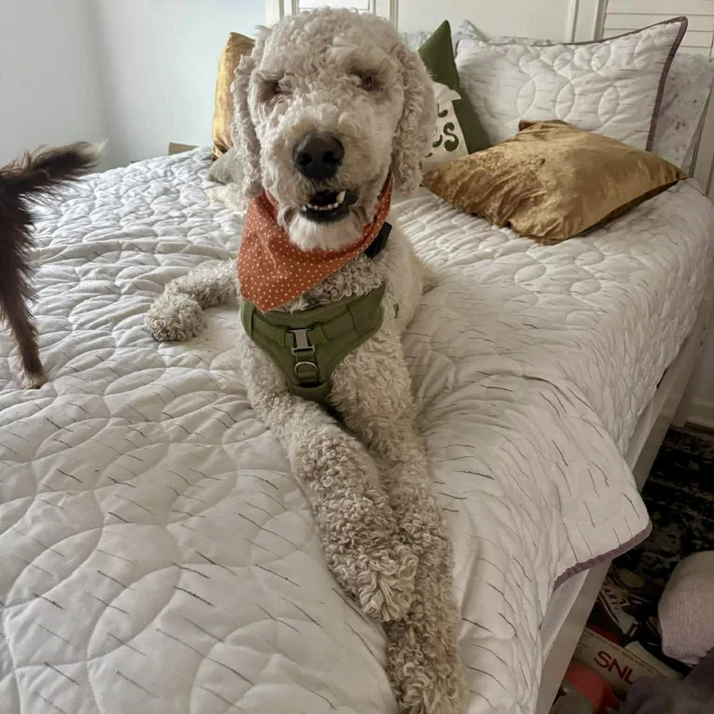 Teddy