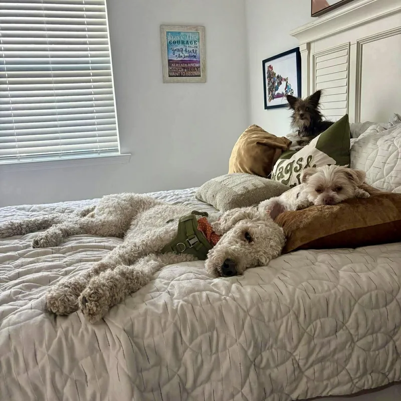 Teddy thumbnail 3