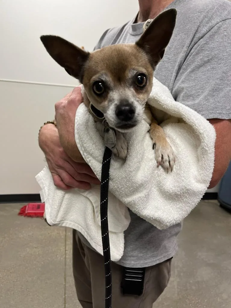 An adult small-sized female Chihuahua dog named Bailey for adoption in Greenfield, IN