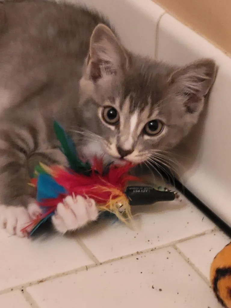 A baby medium-sized female Domestic Short Hair cat named Sloane for adoption in Youngsville, NC