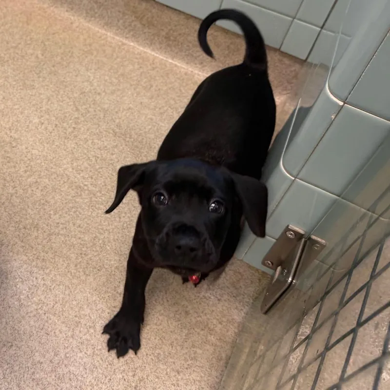 A baby small-sized female Black Mixed Breed dog named Magi for adoption in Springboro, OH
