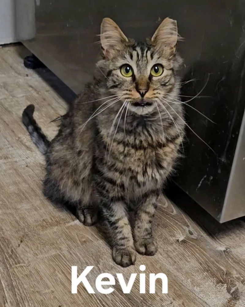 Kevin