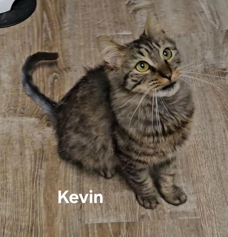 Kevin thumbnail 3