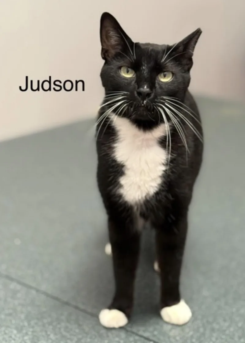 An adult medium-sized male Black & White / Tuxedo Domestic Short Hair cat named Judson for adoption in Pawleys Island, SC
