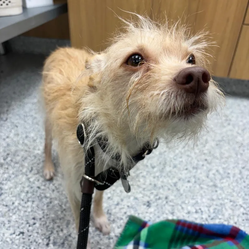 An adult small-sized male Terrier dog named Winter for adoption in Chicago, IL