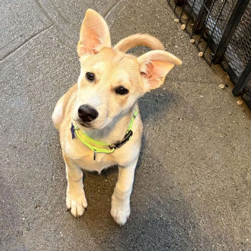 A baby medium-sized female Yellow / Tan / Blond / Fawn Shepherd dog named Felicity for adoption in San Francisco, CA