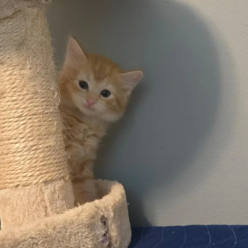 A baby small-sized male Orange / Red Domestic Short Hair cat named Tigger In Arnold for adoption in Alexandria, VA