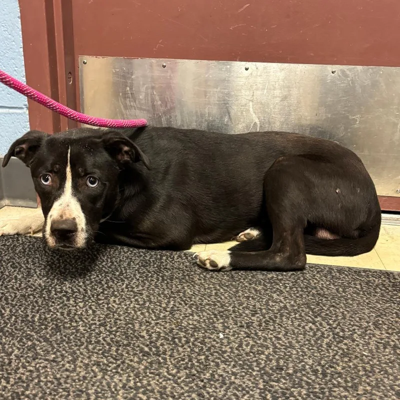 An adult medium-sized male Black Pit Bull Terrier dog named Orin for adoption in St Joseph, MO