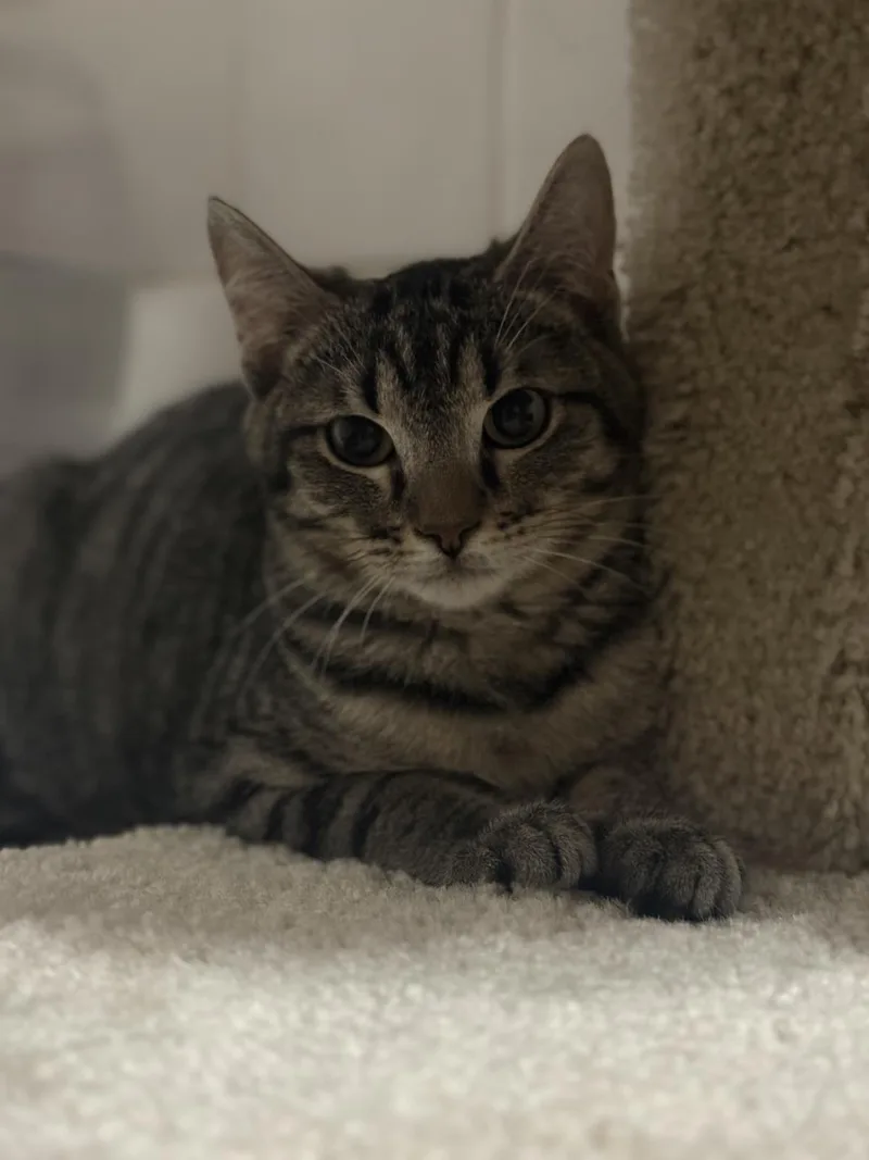 Mimoso Ironwood thumbnail 2