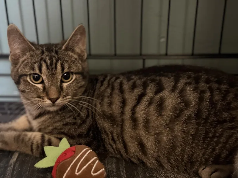 Mimoso Ironwood thumbnail 3