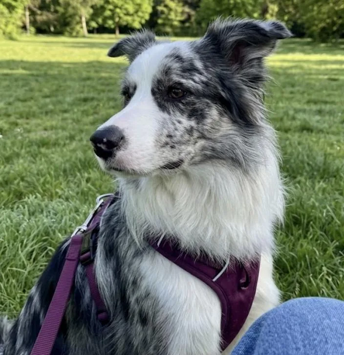 An adult medium-sized female Merle (Blue) Border Collie dog named Mauve for adoption