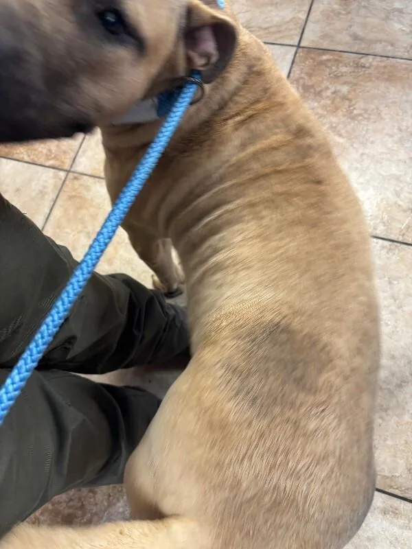 An adult large-sized male Black Mixed Breed dog named Chad for adoption in Cincinnati, OH