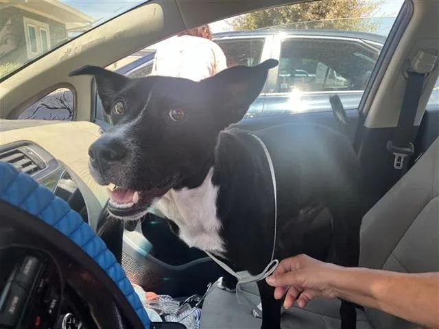 A young small-sized male Australian Cattle Dog / Blue Heeler dog named Monty for adoption in San Antonio, TX