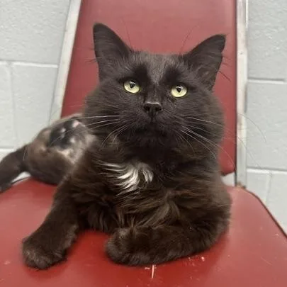 Merlin