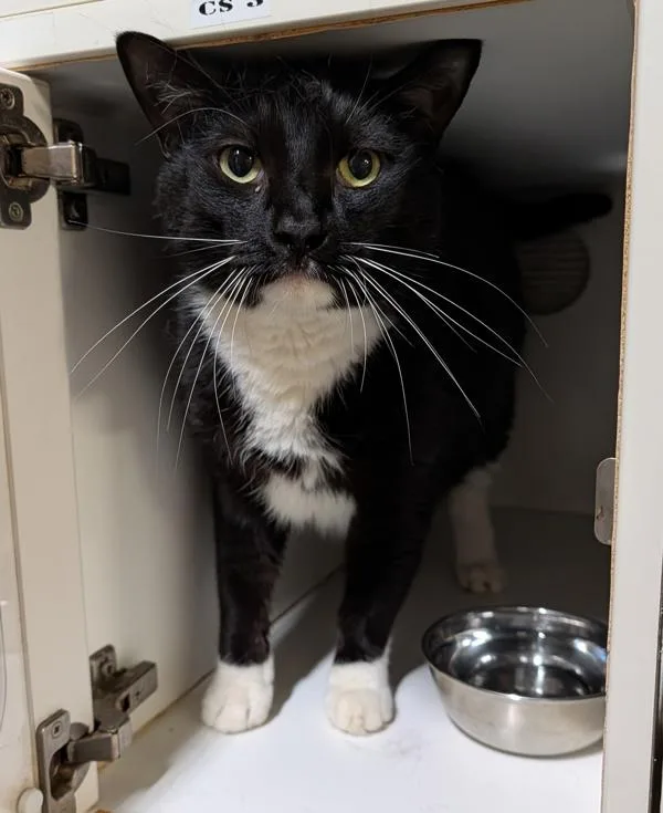 An adult medium-sized male Domestic Short Hair cat named Baeorn for adoption in Oceanside, CA