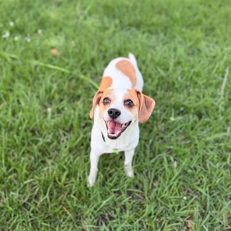 An adult small-sized male White / Cream Beagle dog named Finneas for adoption in Carencro, LA
