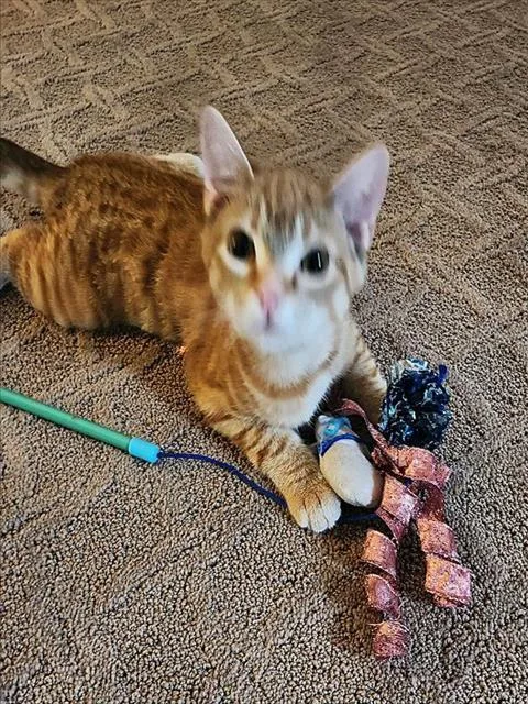 A young small-sized female Domestic Short Hair cat named Amber for adoption in Sacramento, CA