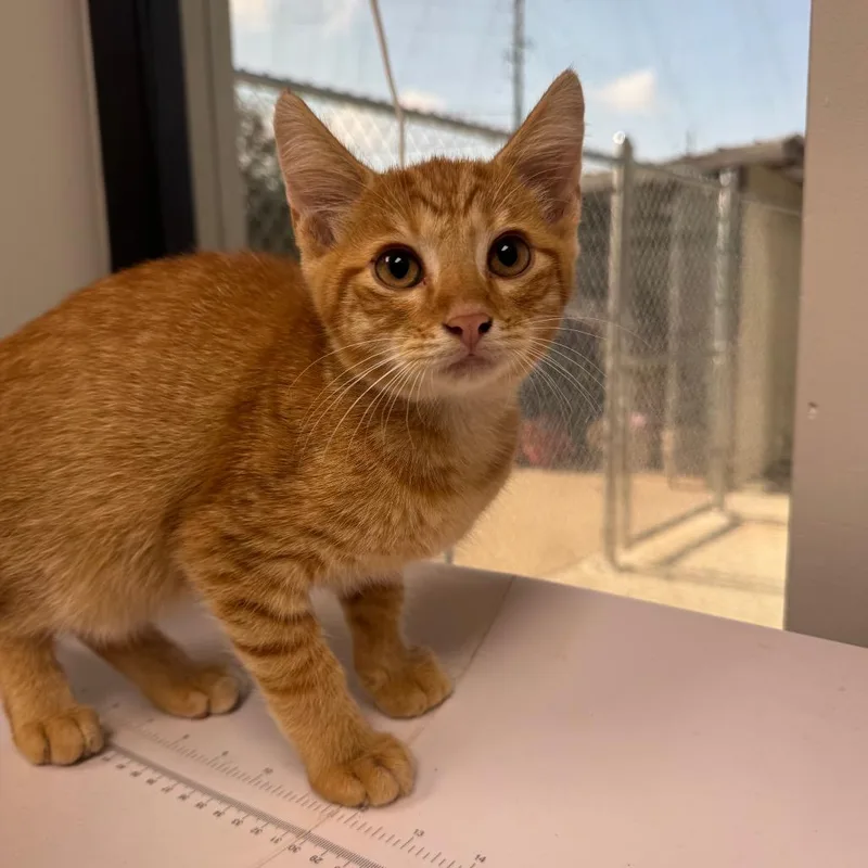 A baby small-sized male Orange / Red Domestic Short Hair cat named Remus Lupin for adoption in Columbiana, AL