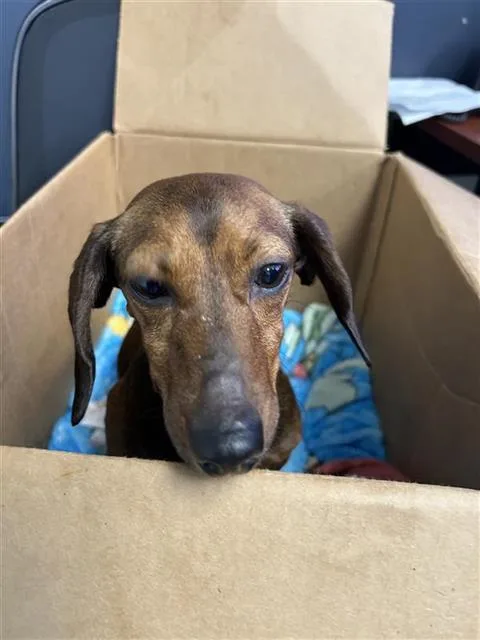 An adult small-sized female Dachshund dog named Natalie for adoption in San Antonio, TX