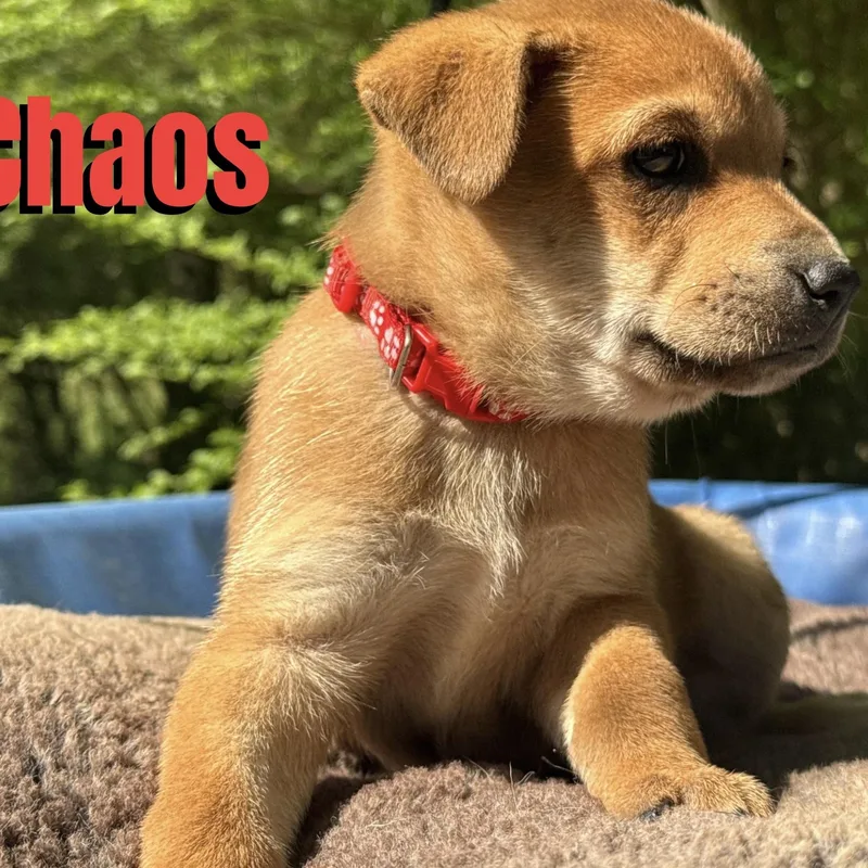 A baby large-sized male Yellow / Tan / Blond / Fawn Shepherd dog named Chaos for adoption in Ragland, AL