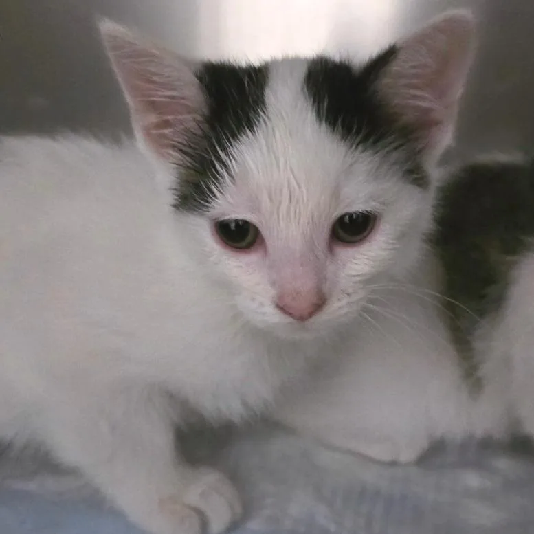 A baby small-sized female White Domestic Short Hair cat named Piplup for adoption in Novelty, OH
