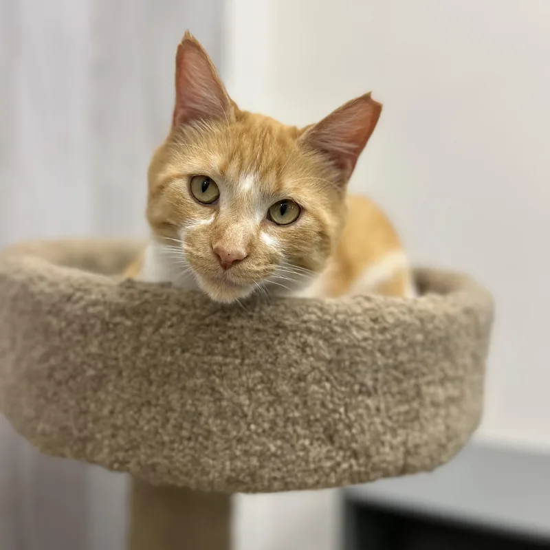 An adult medium-sized male Orange & White Domestic Short Hair cat named Cappuccino for adoption in Columbus , OH
