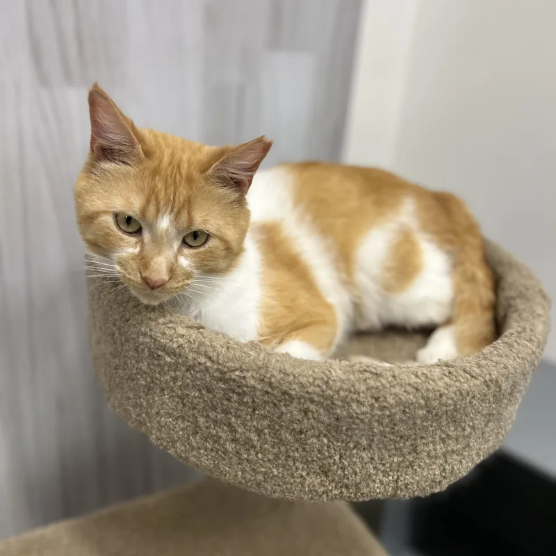 Cappuccino thumbnail 3