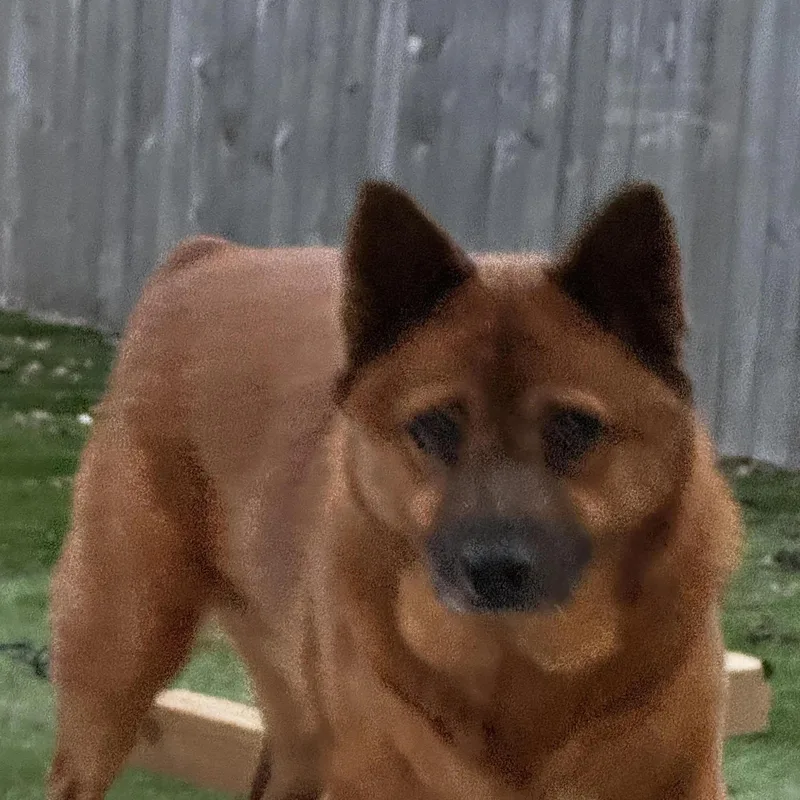 Punkin